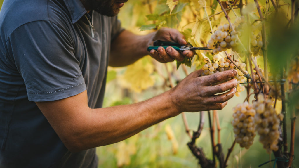 Vingårdarna hos Tenuta Pribus i Friuli